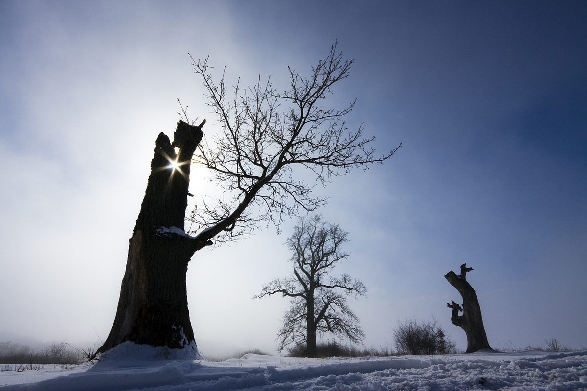 Sándor-Tóth Zsuzsanna