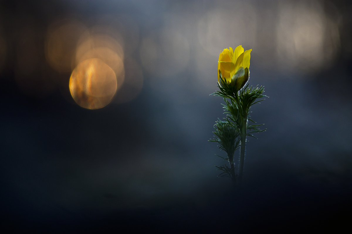 Sándor-Tóth Zsuzsanna