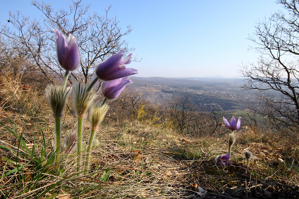 Szépség és a szörnyeteg