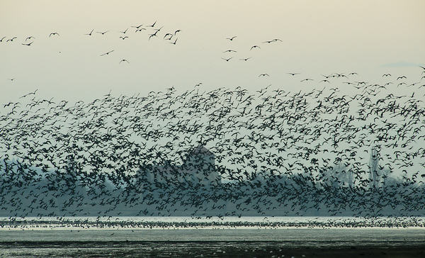 Tatai vadlúd sokadalom