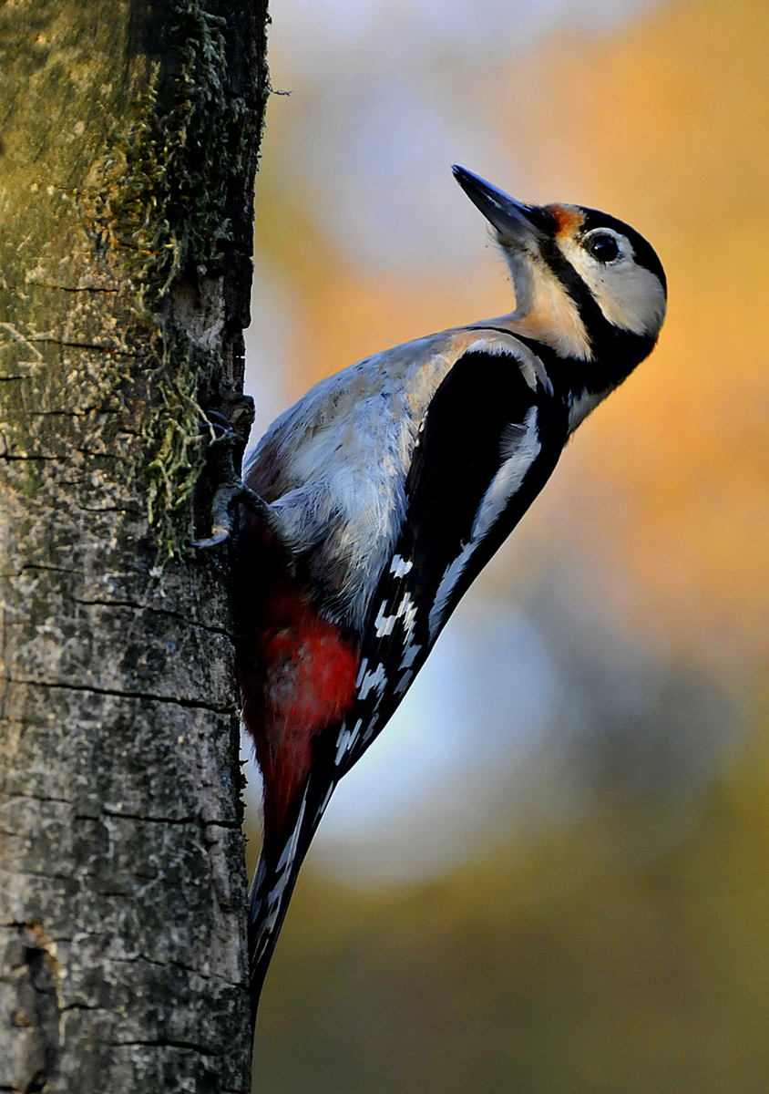 Gaál Zoltán Péter