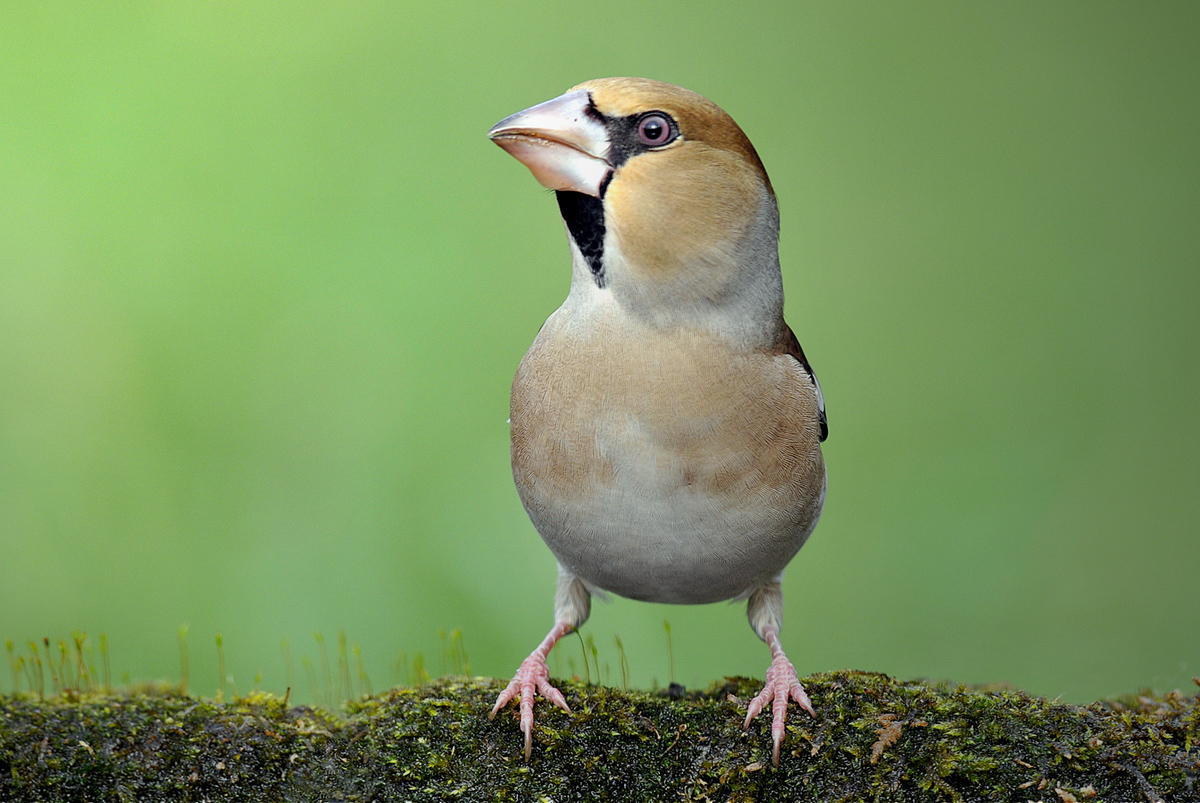 Gaál Zoltán Péter