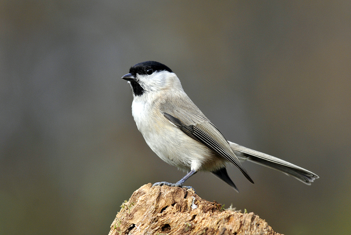 Gaál Zoltán Péter