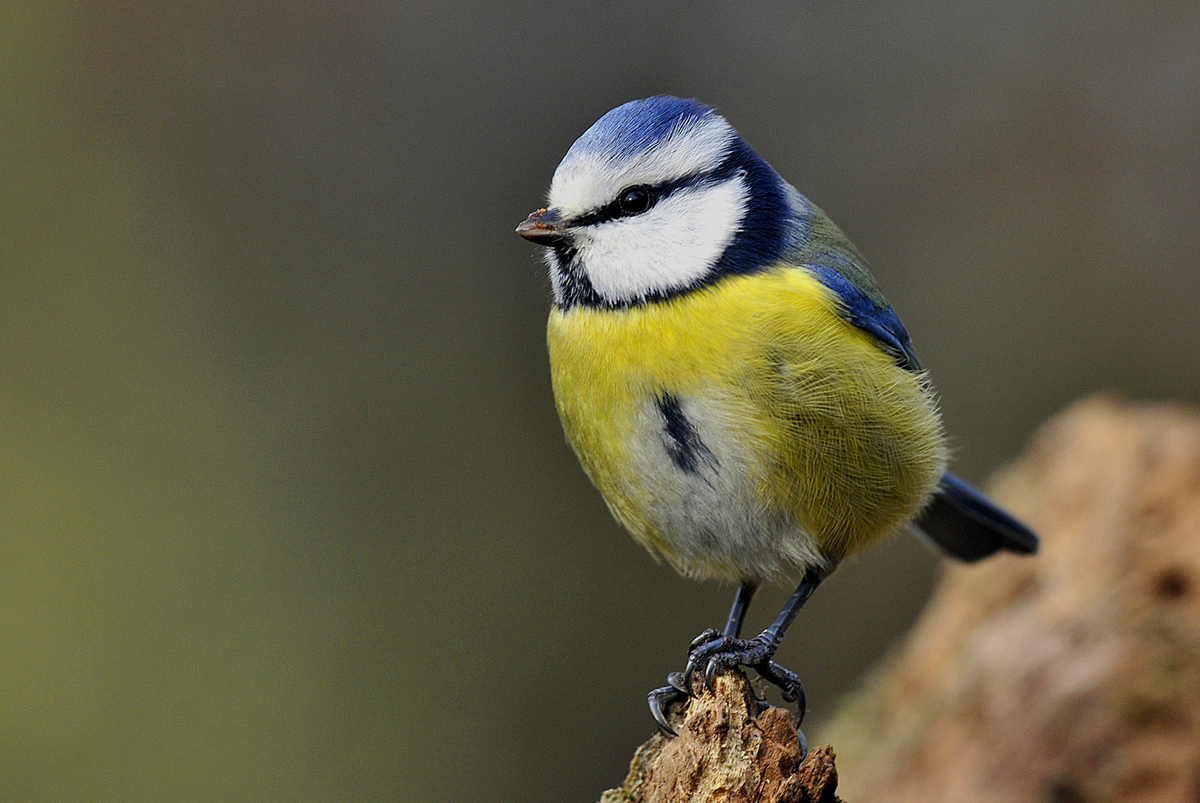 Gaál Zoltán Péter