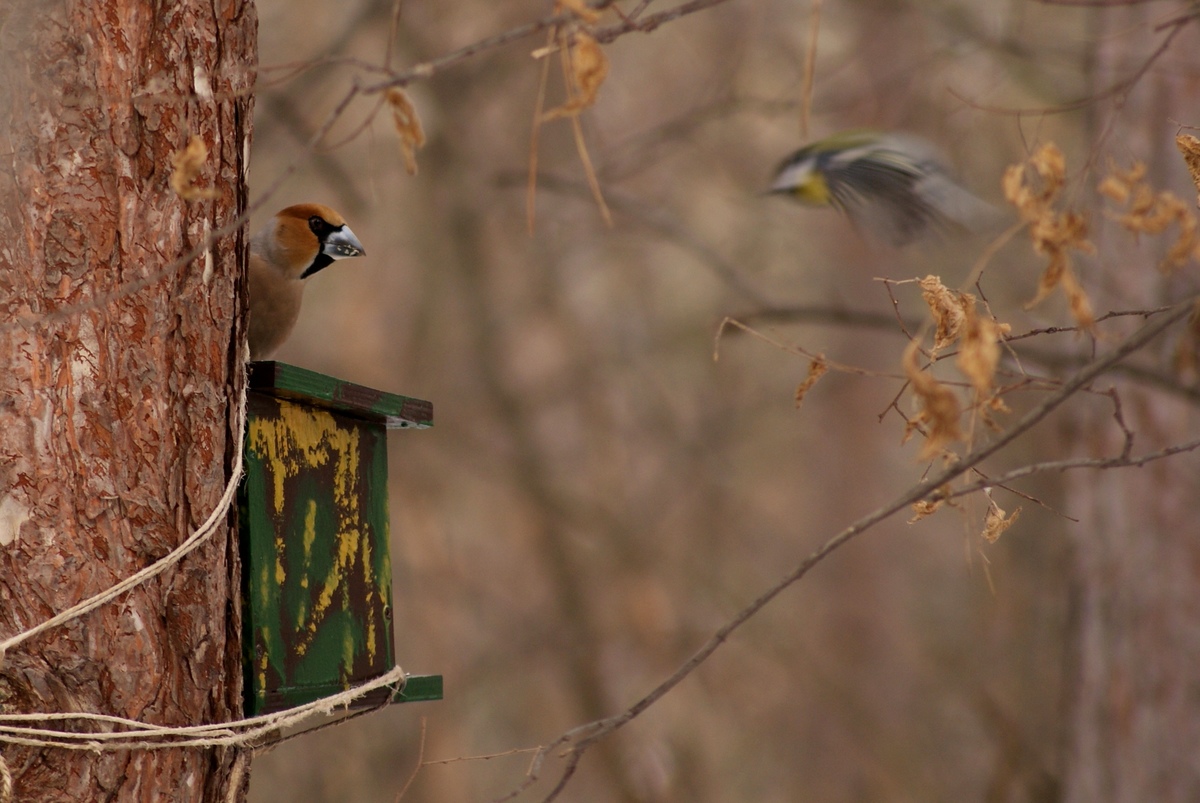 Laczkó-Magyar György