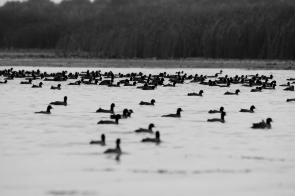 Szárcsa találkozó