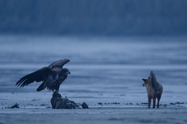 Hajnali találkozás