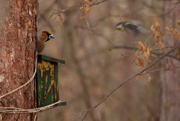 Idegen az etetőnknél