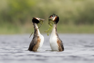 Búbos vöcskök násztánca