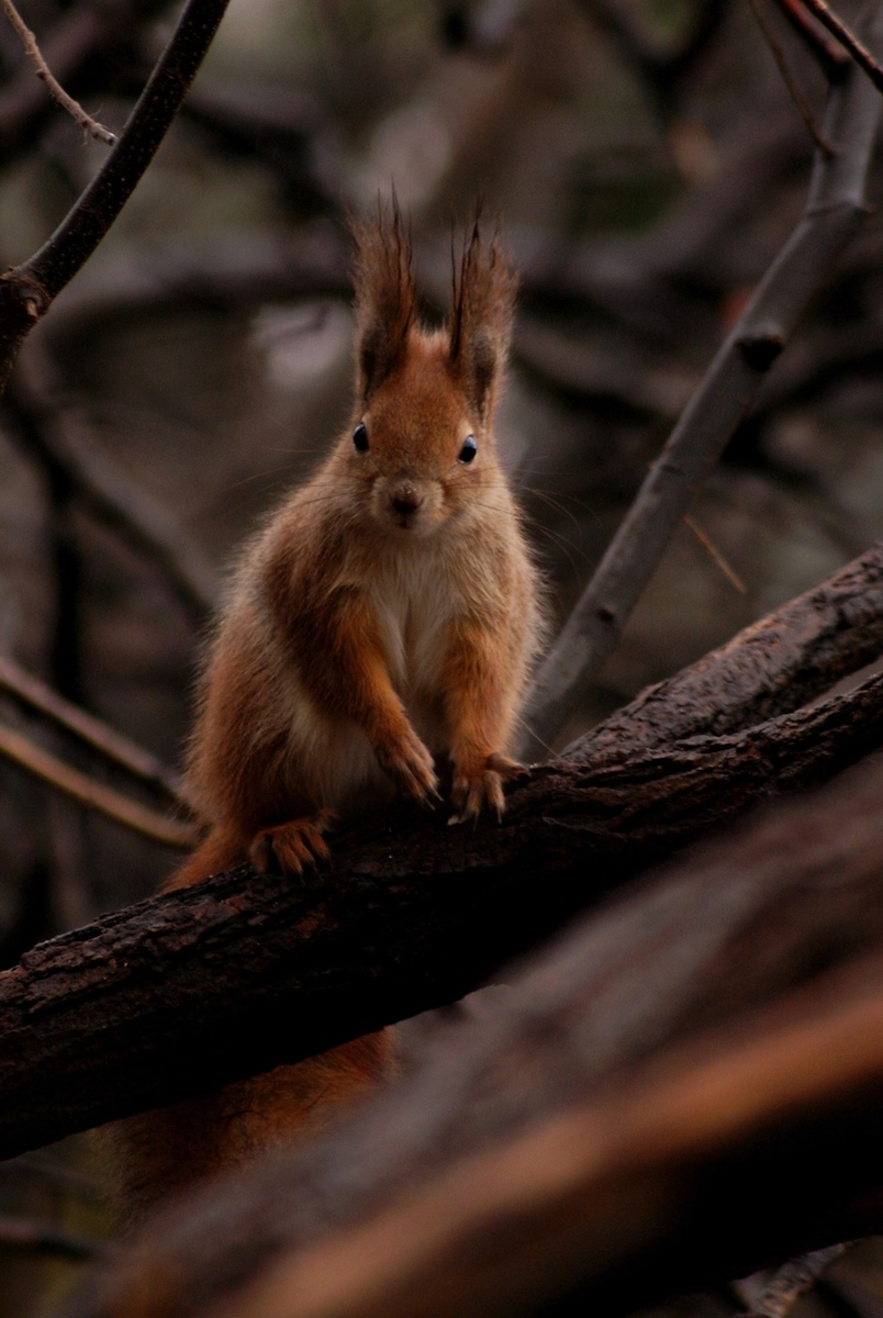 Laczkó-Magyar György