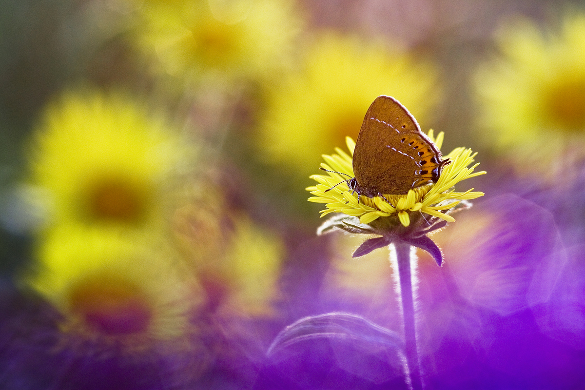 Sándor-Tóth Zsuzsanna