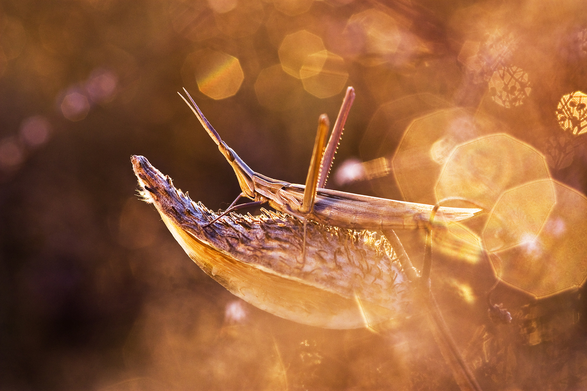 Sándor-Tóth Zsuzsanna