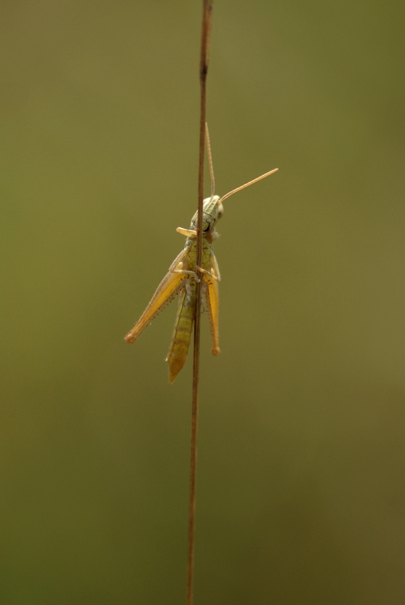 Laczkó-Magyar György