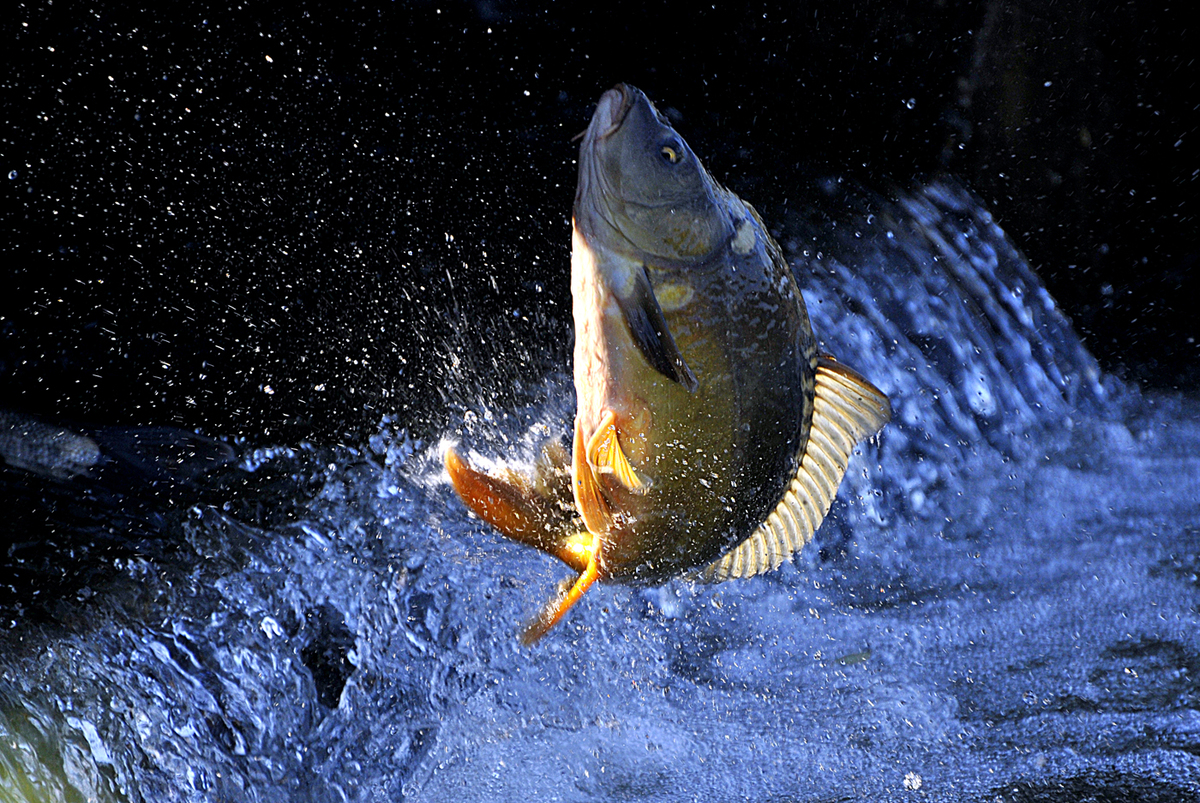 Gaál Zoltán Péter