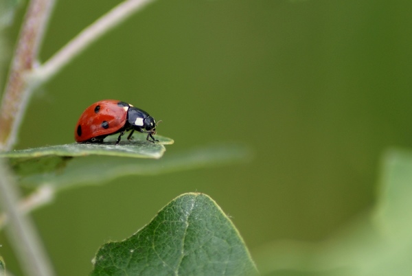 Valami belement a szemembe!