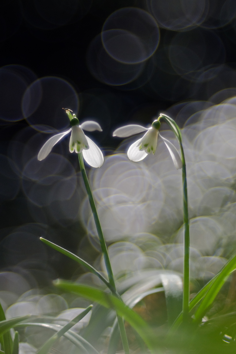 Násfayné Kőházi Mária