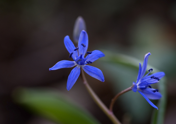 scilla vindobonensis