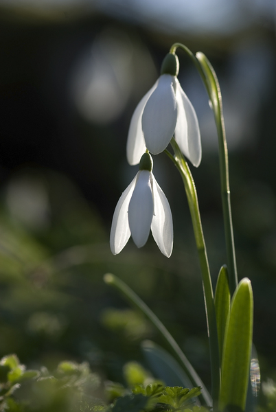 Galanthus