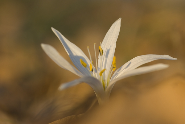 Cholchicum hungarikum