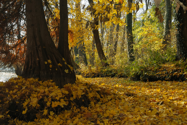 Őszi levélszőnyegbe öltözve