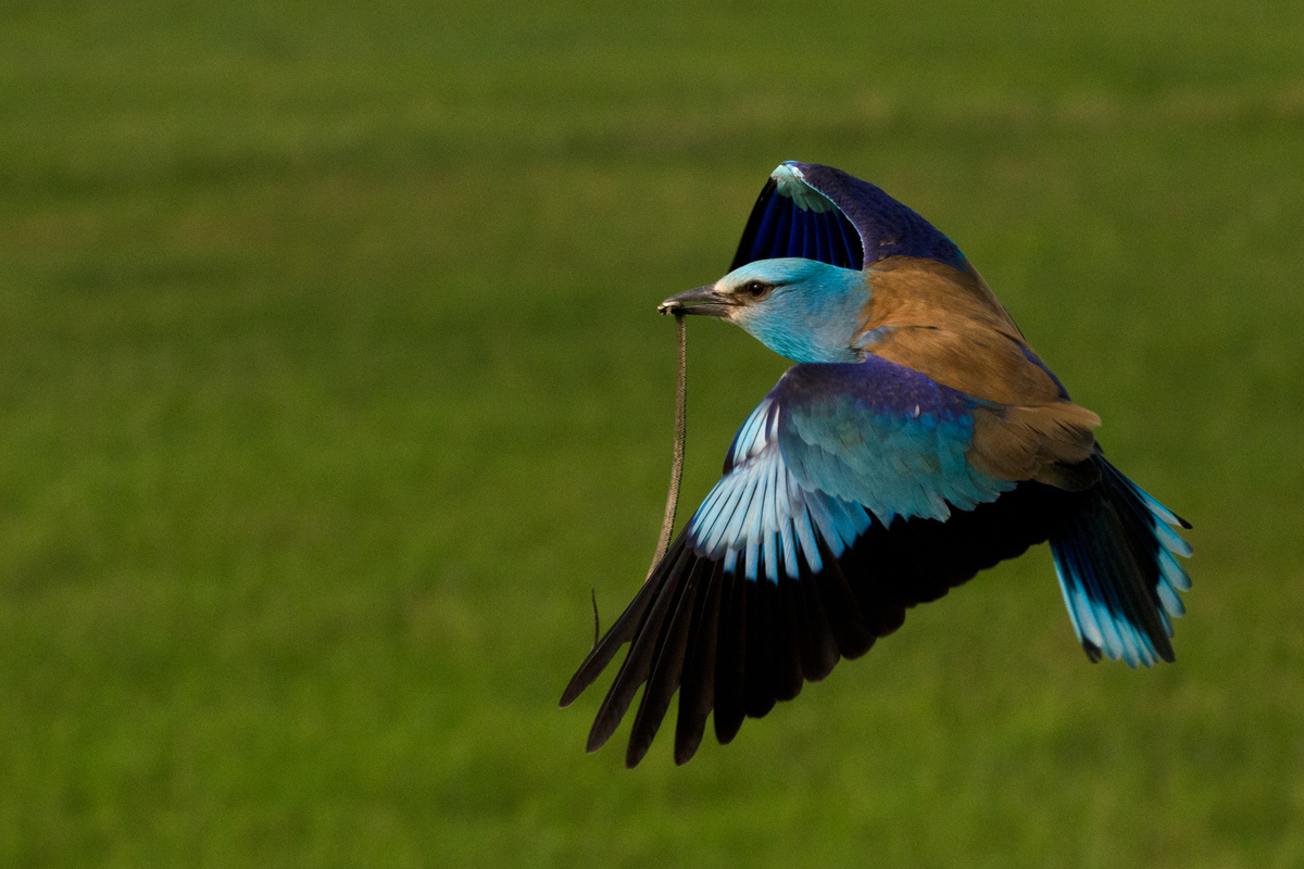 Násfayné Kőházi Mária