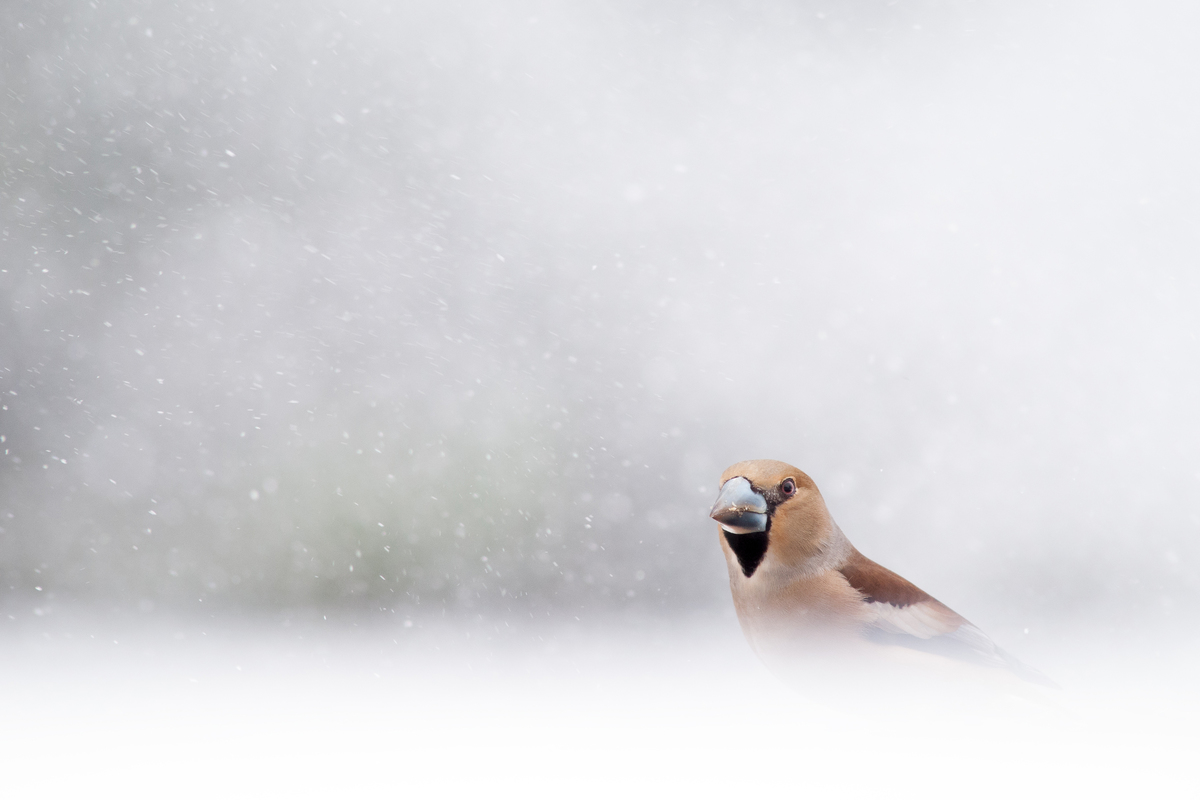 Ribényi Csaba Alfonz