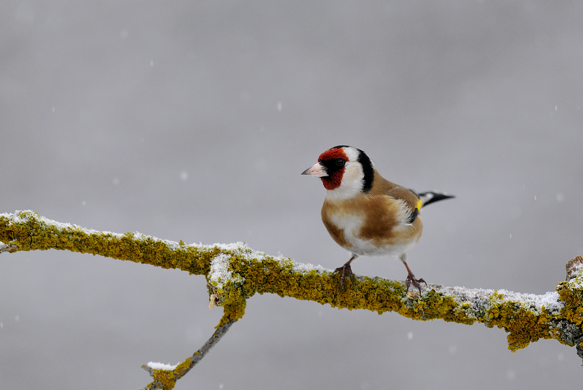 Gaál Zoltán Péter