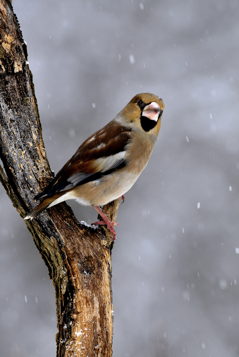 Gaál Zoltán Péter