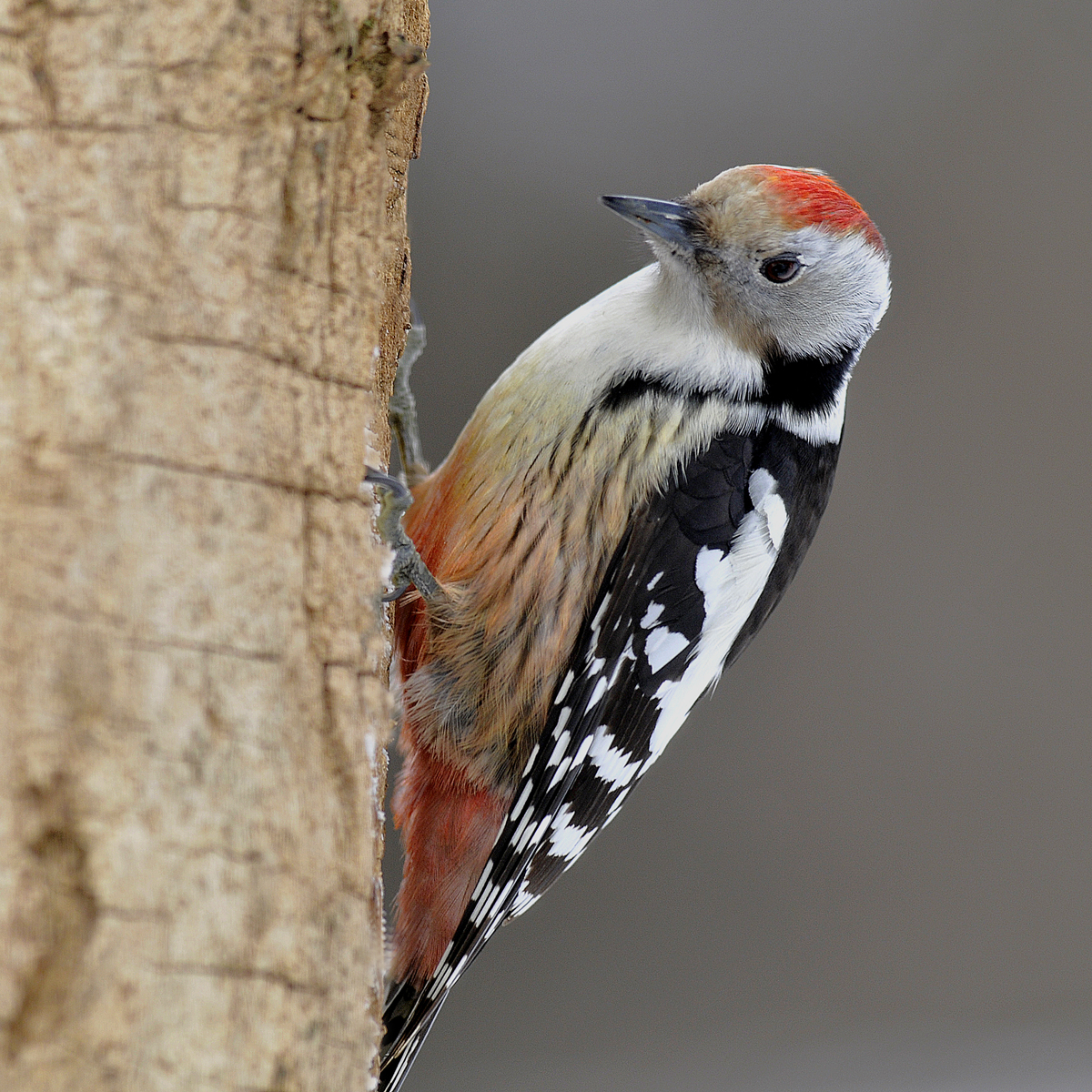 Gaál Zoltán Péter