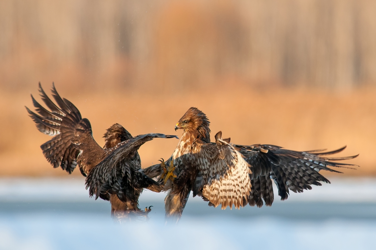 Ribényi Csaba Alfonz
