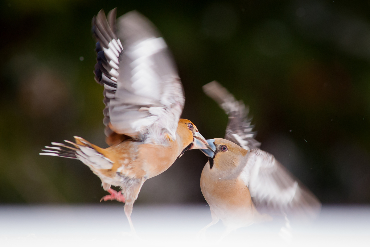 Ribényi Csaba Alfonz