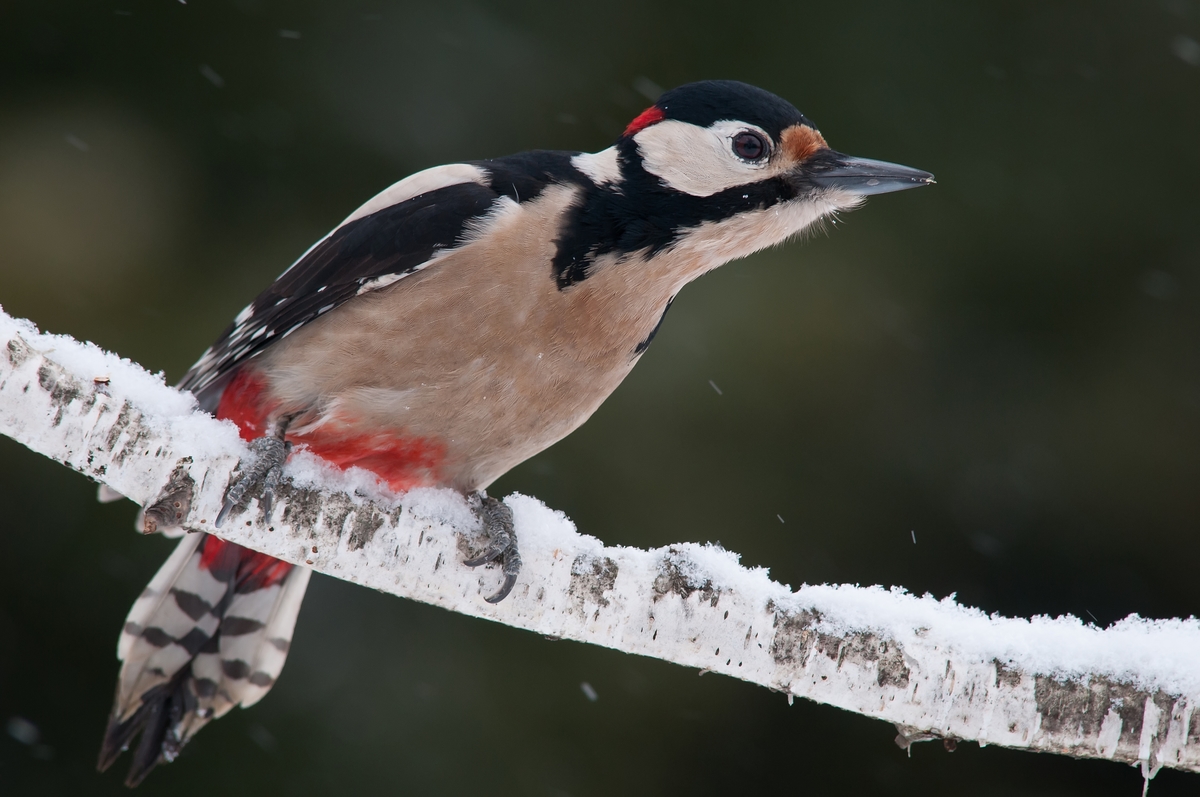 Ribényi Csaba Alfonz