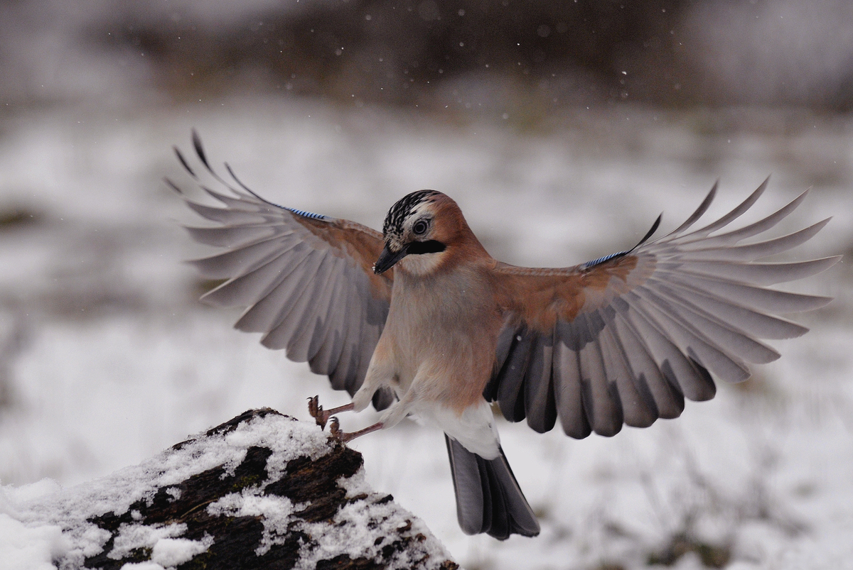 Gaál Zoltán Péter