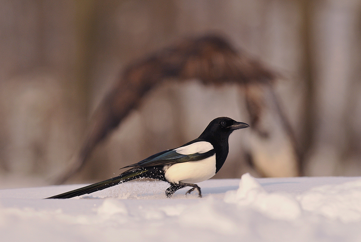 Gaál Zoltán Péter