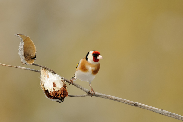 Tengelic selyemkóró ágon