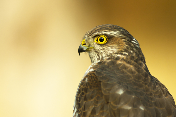 Egy vadász portréja