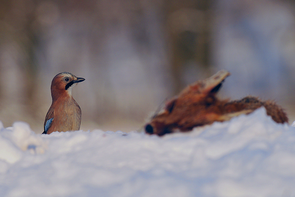 Döglött vagy tetteti?