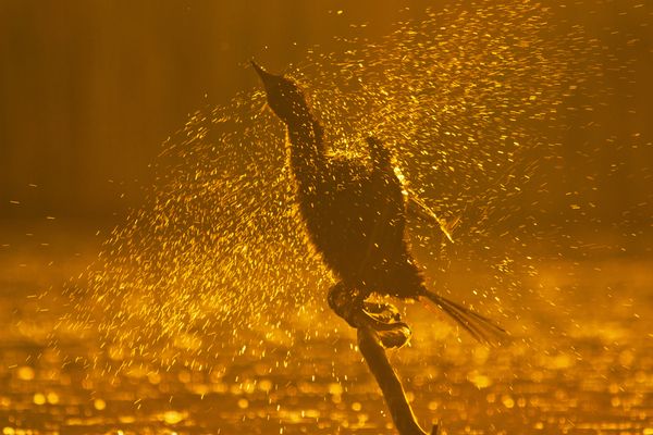 Hajnali szárítkozás