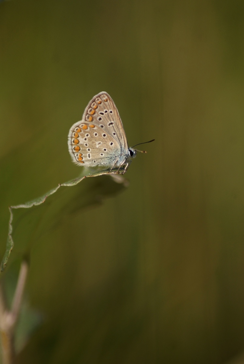 Laczkó-Magyar György