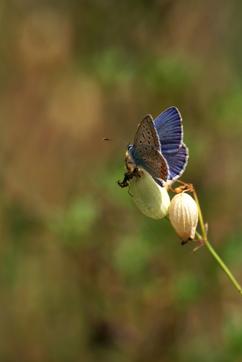 Laczkó-Magyar György