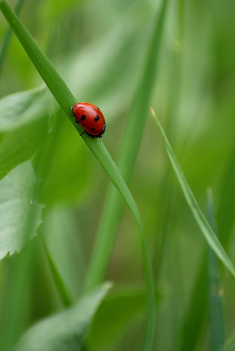 Laczkó-Magyar György