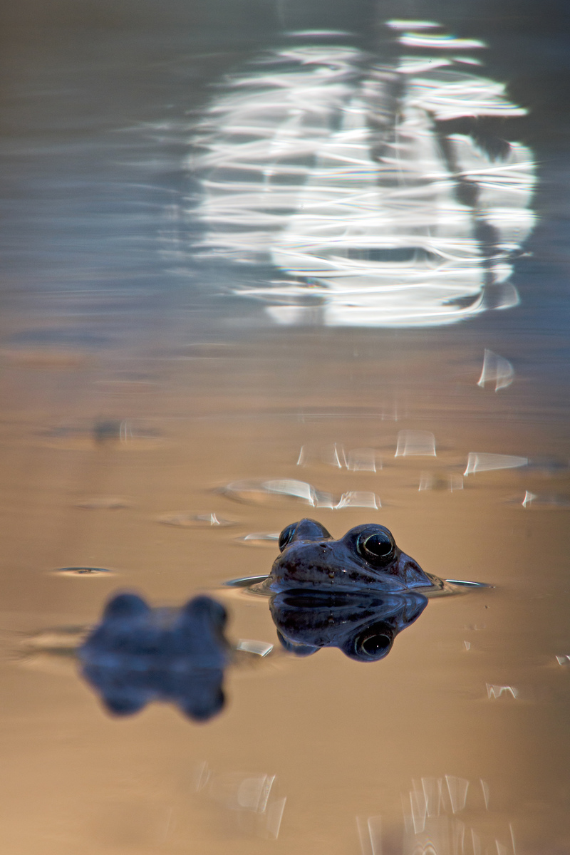 Násfayné Kőházi Mária