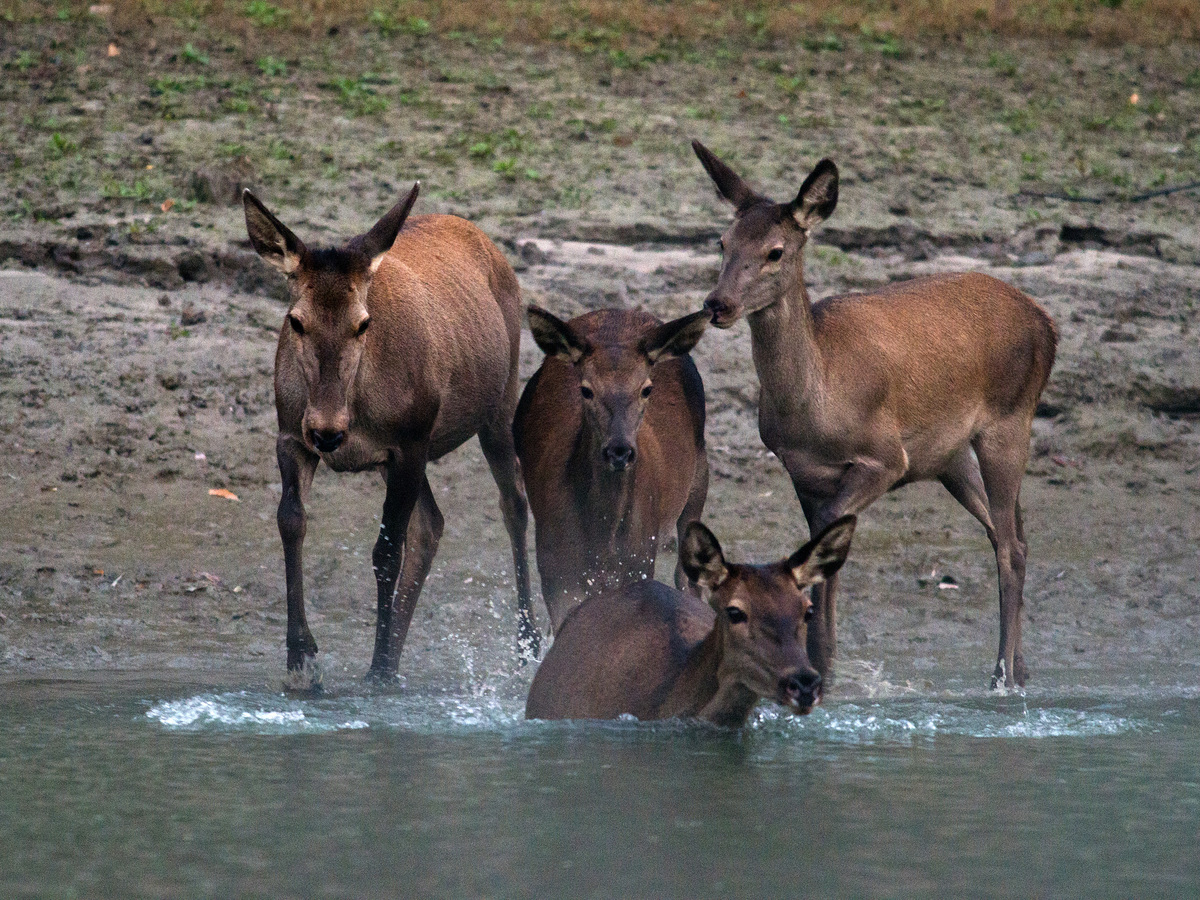 Násfayné Kőházi Mária
