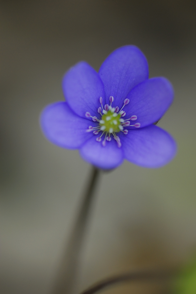 Násfayné Kőházi Mária