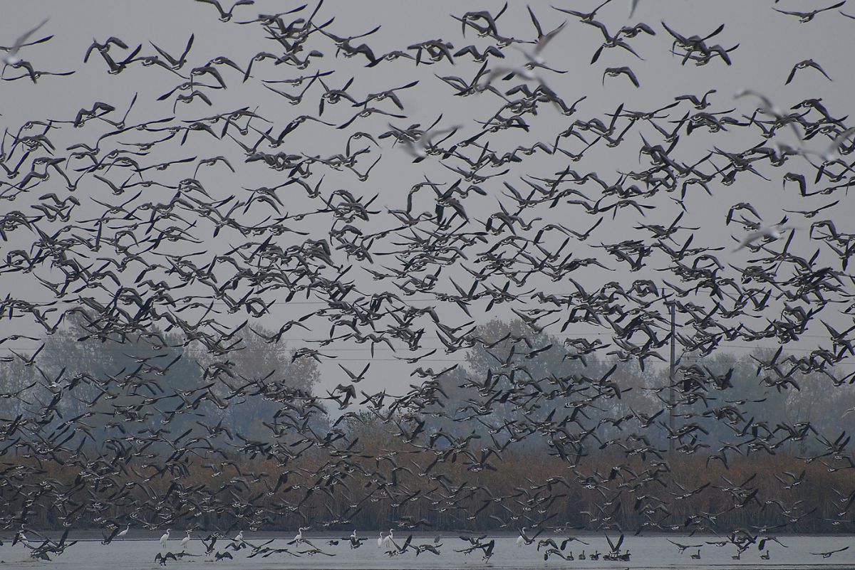 Gaál Zoltán Péter