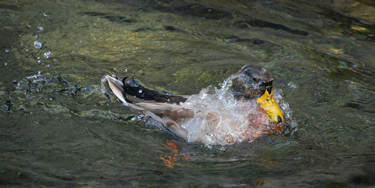 Gaál Zoltán Péter