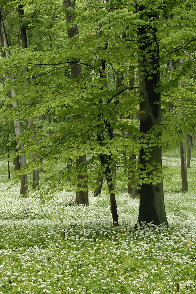 Násfayné Kőházi Mária