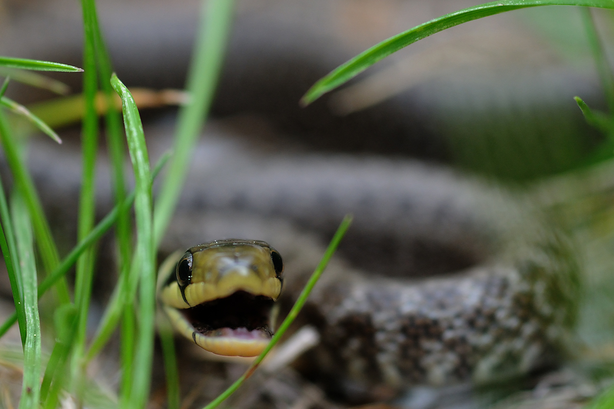 Násfayné Kőházi Mária