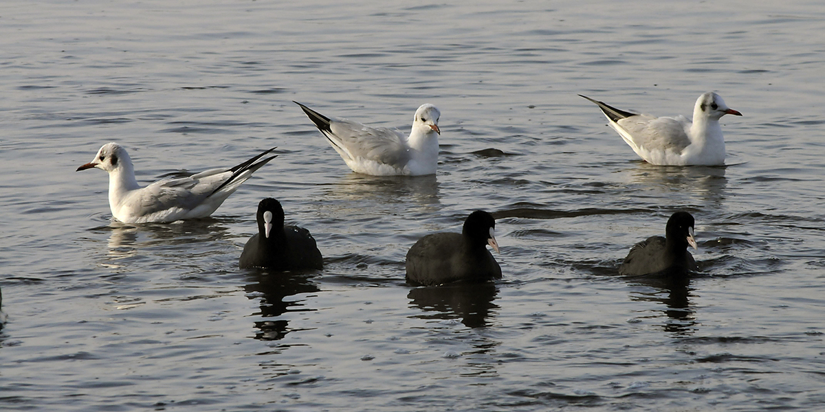Násfayné Kőházi Mária