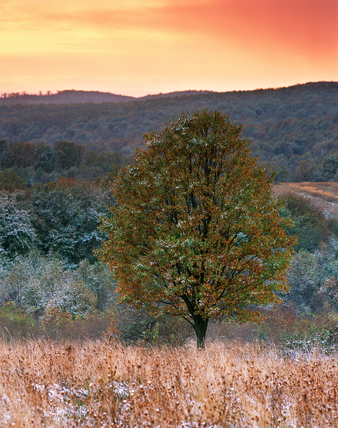 Alkony hózápor után